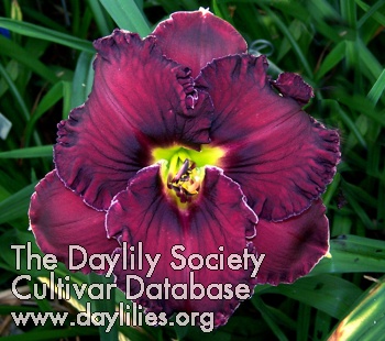Daylily Purple Pashmina